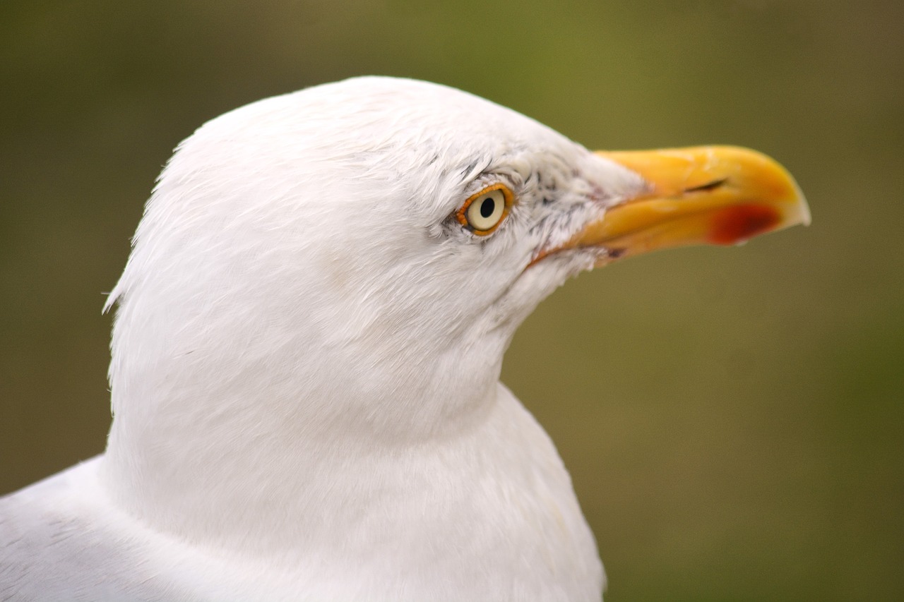 Image - gull bird nature fauna ornithology