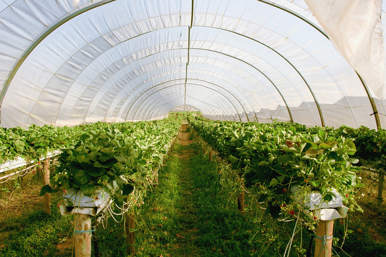 Image - greenhouse plant strawberries