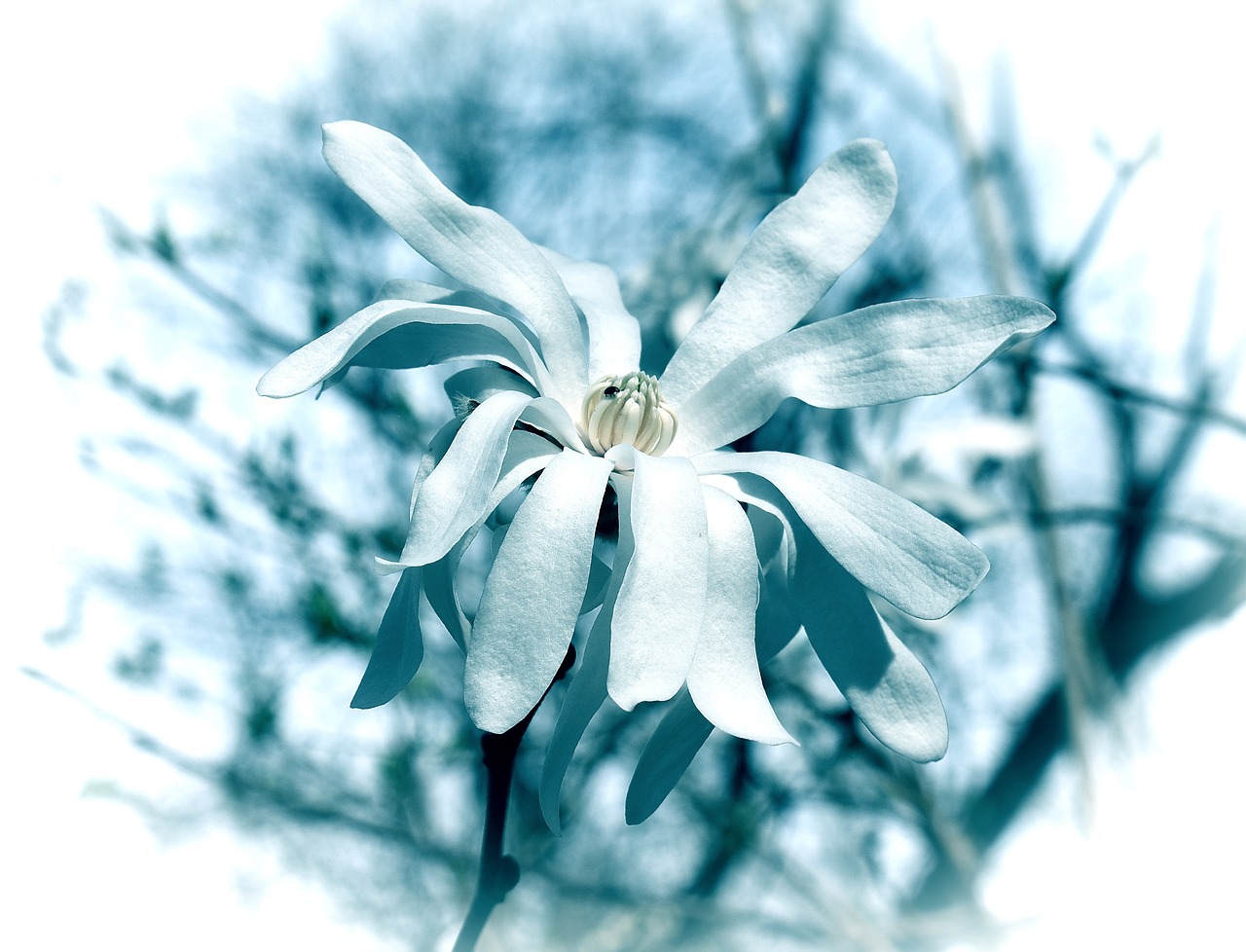 Image - blue star magnolia filter magnolia