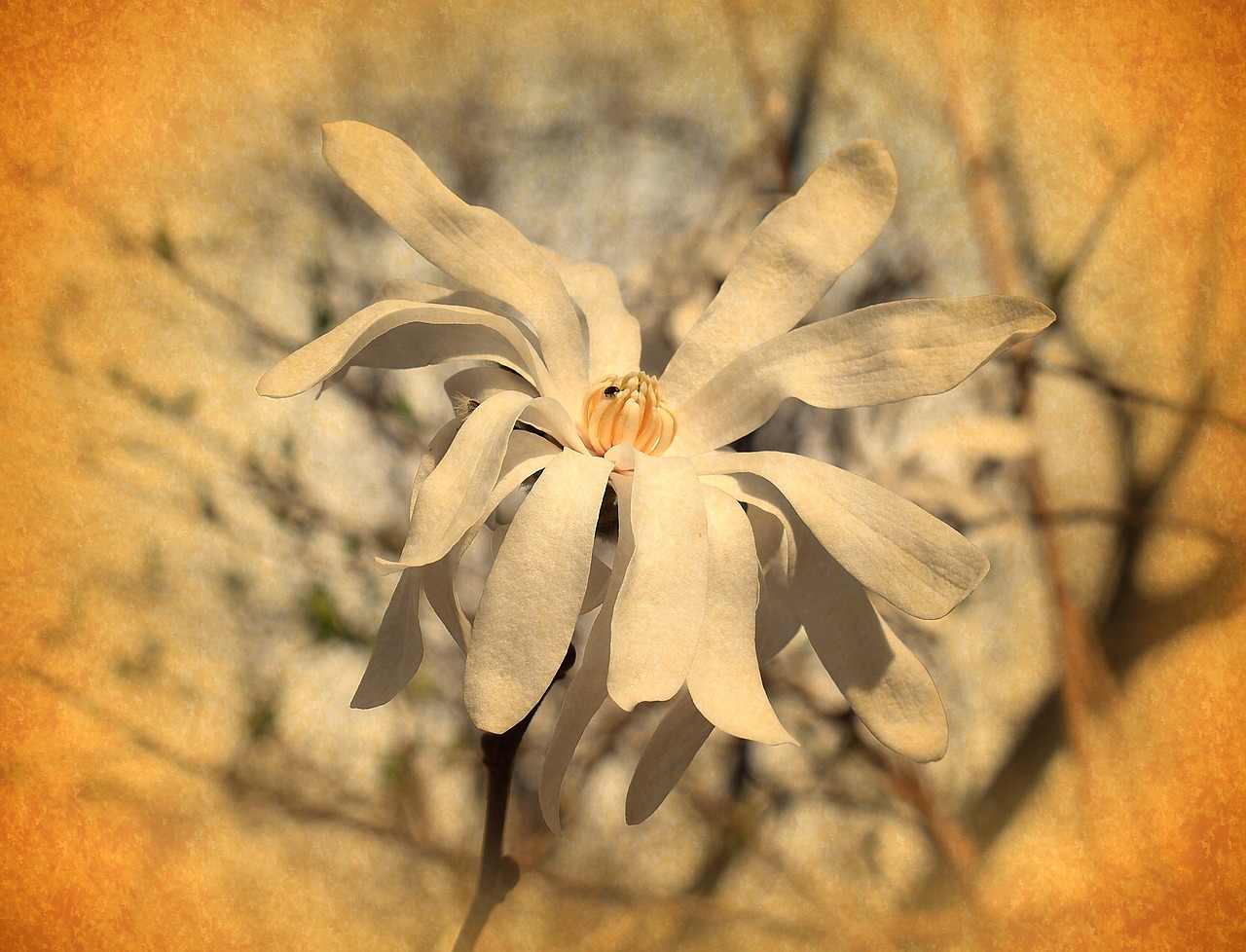 Image - vintage star magnolia filter