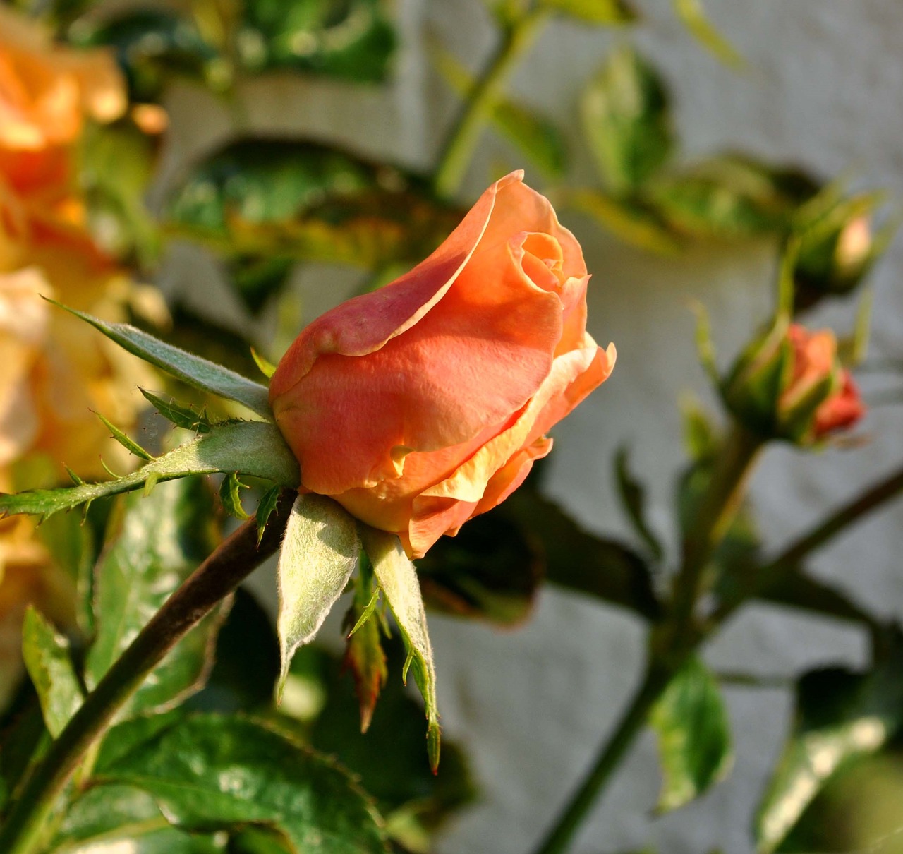 Image - rose salmon half open floribunda