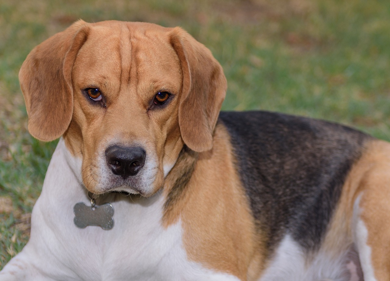 Image - keiko beagle dog pet loving