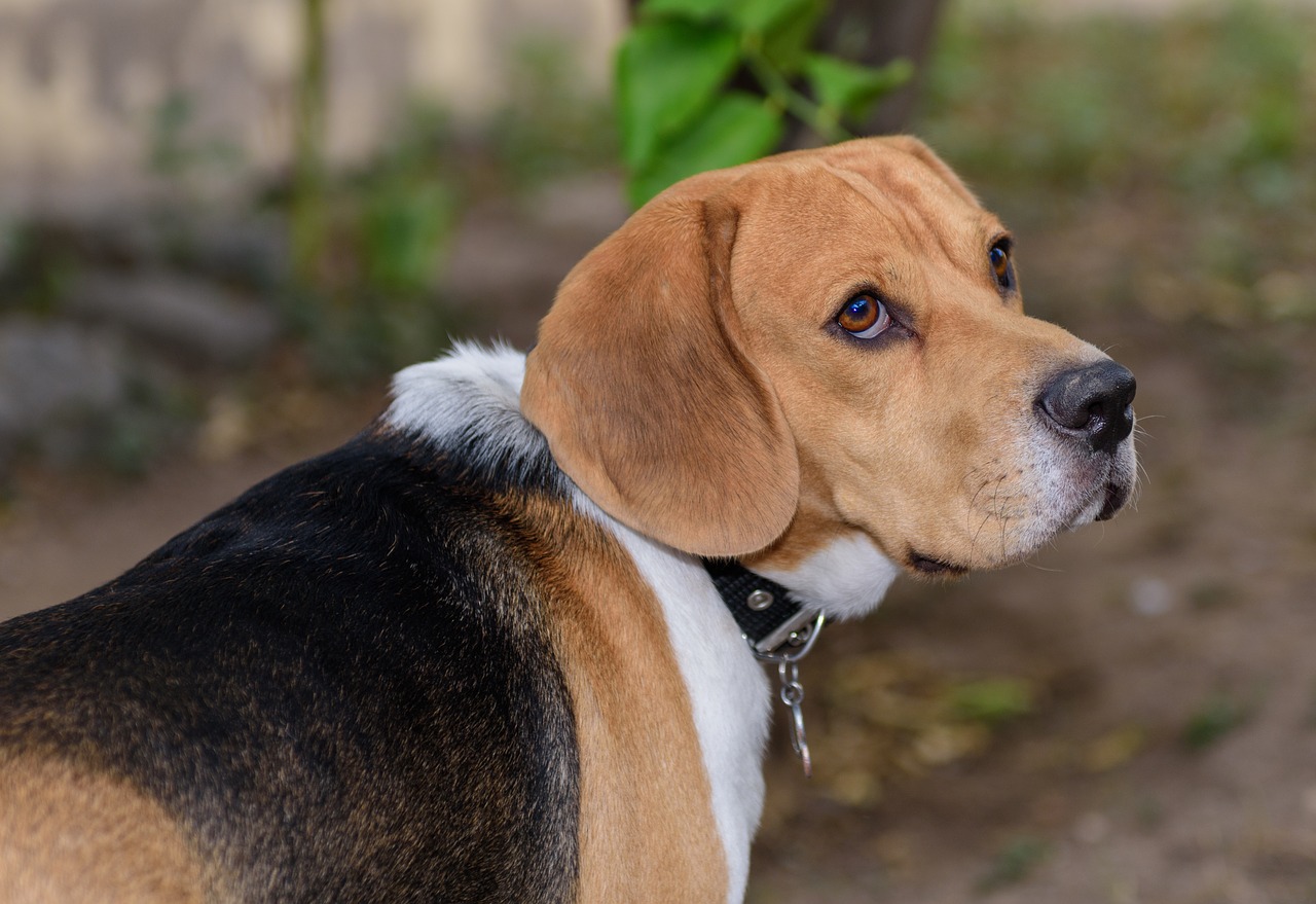 Image - attention beagle puppy friend pet