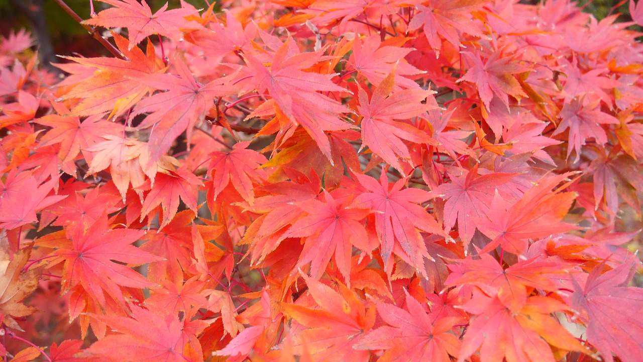 Image - orange leaves south korea trees