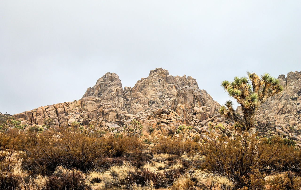 Image - usa joshua arizona desert nature