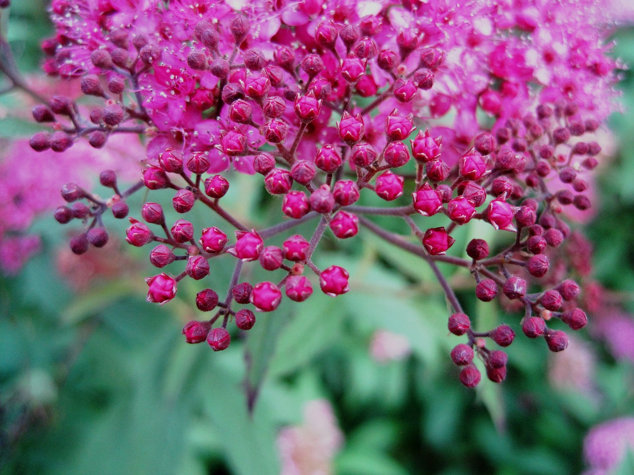 Image - flowers head pink small bright