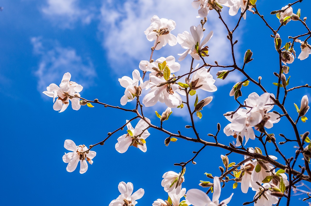 Image - magnolia flowers spring bud tree