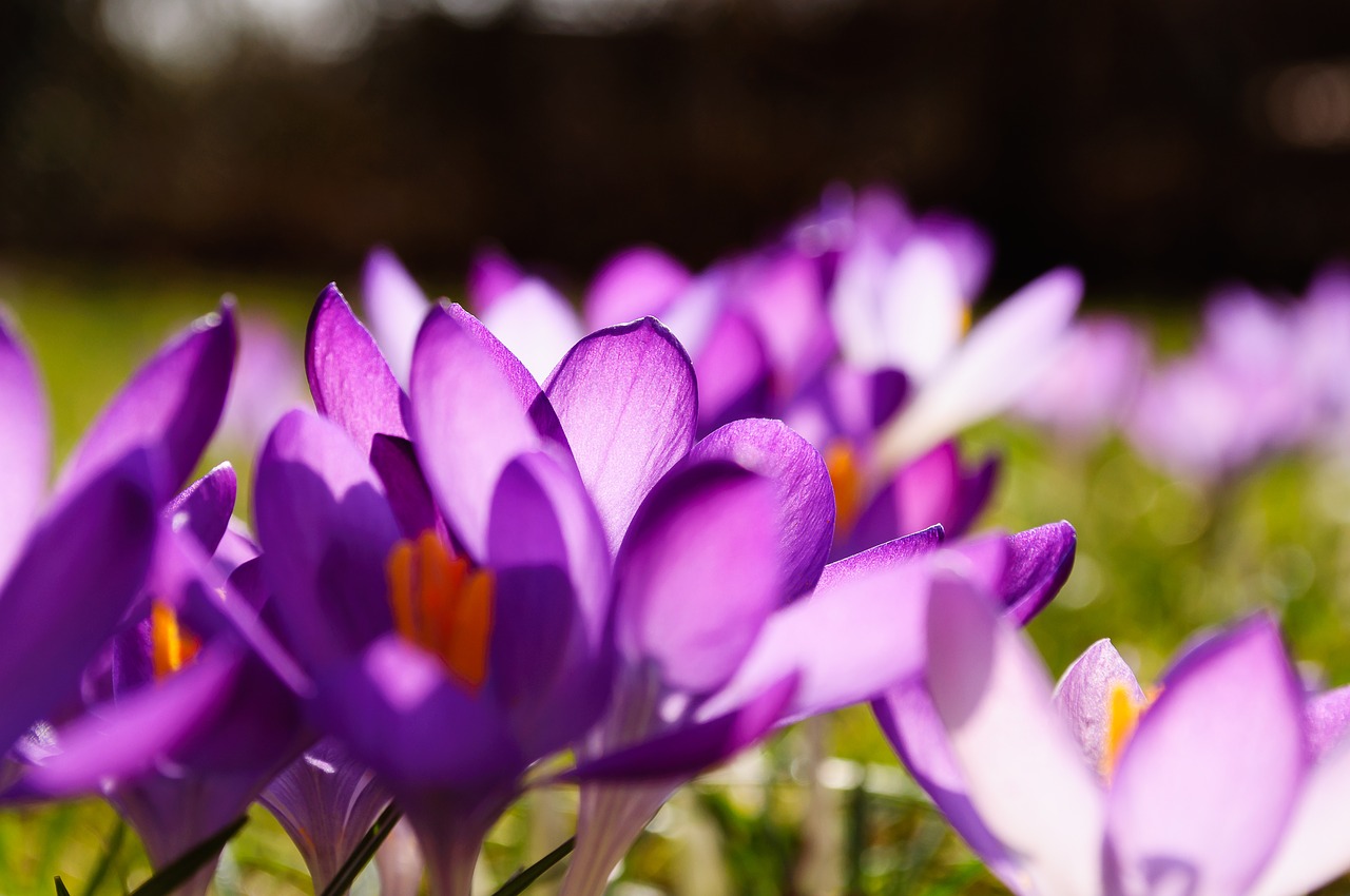 Image - crocus purple yellow grass grasses