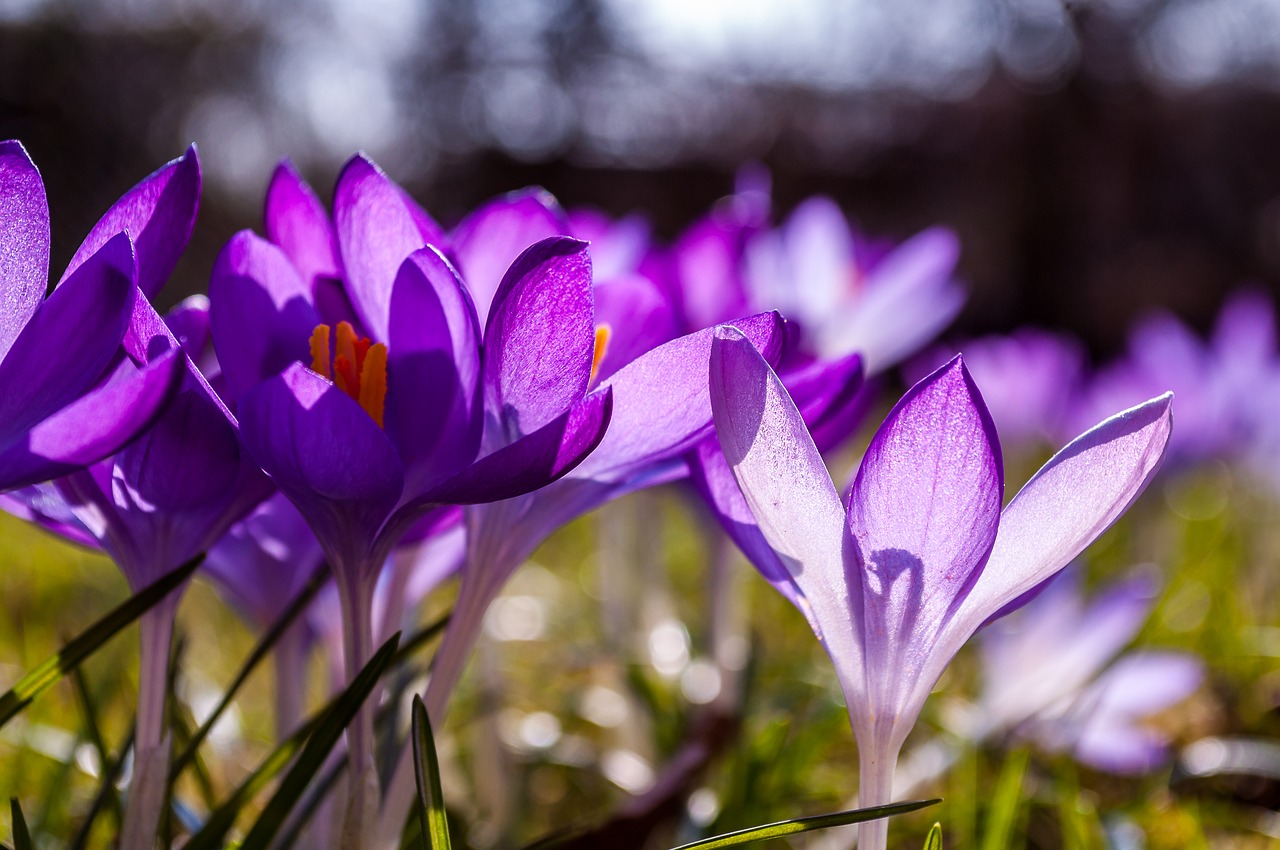 Image - crocus purple yellow grass grasses