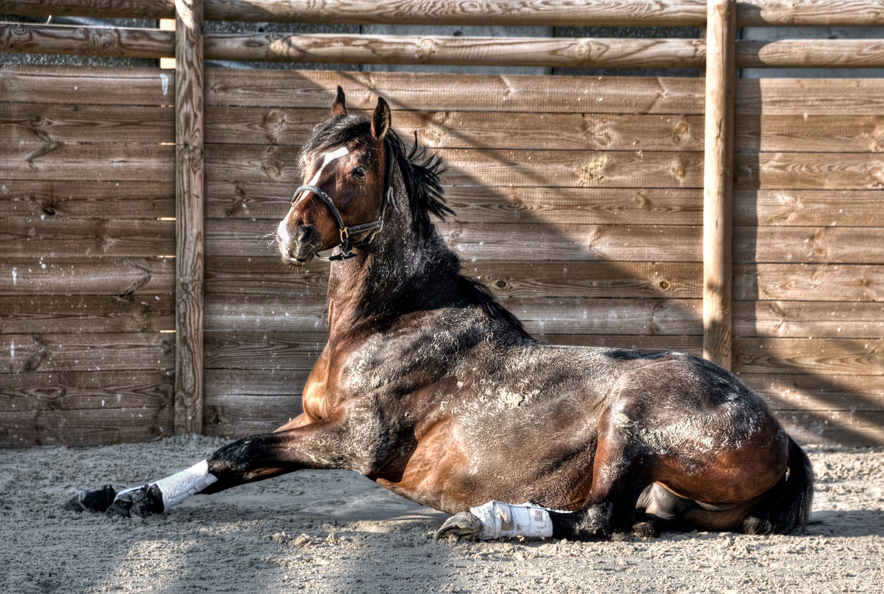 Image - horse lying sun palisade