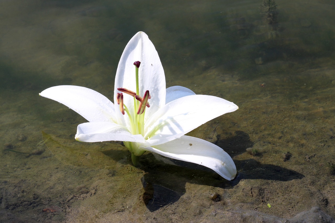 Image - lily water flower reflection white