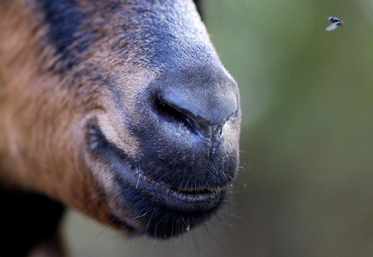 Image - capra black nas mouth fly funny