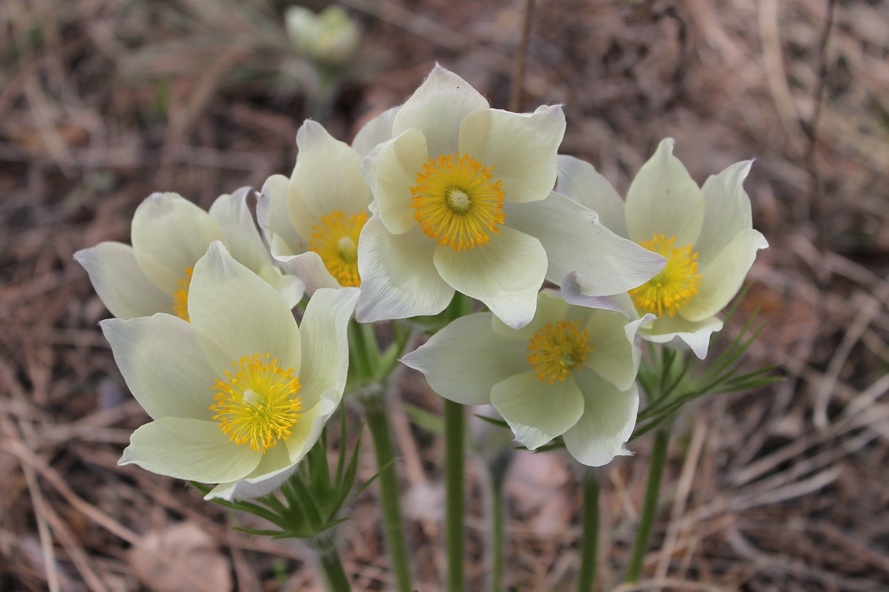 Image - phlomis snowdrops flowers primroses