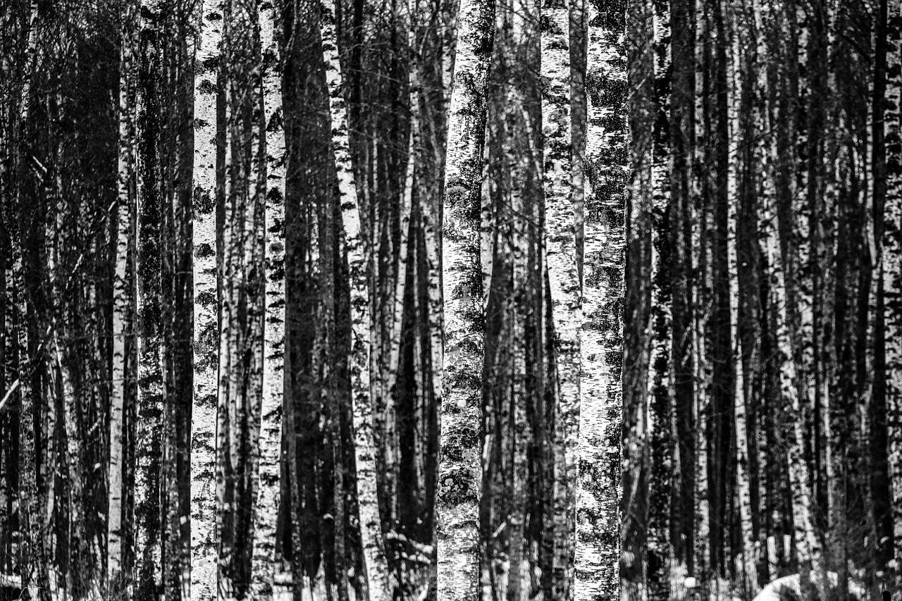 Image - birch forest trees wood natural