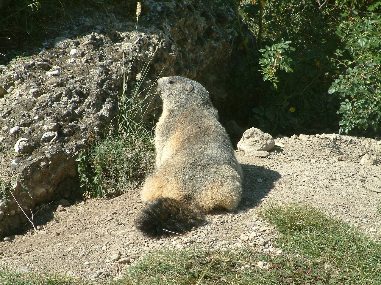 Image - mountain marmot wildlife animals