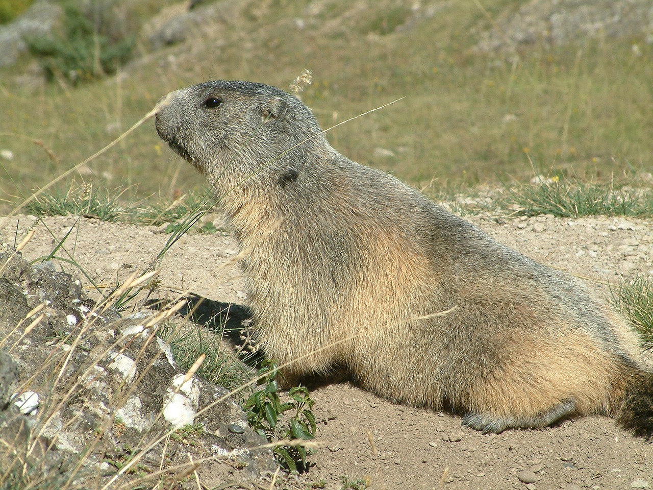 Image - mountain marmot wildlife animals