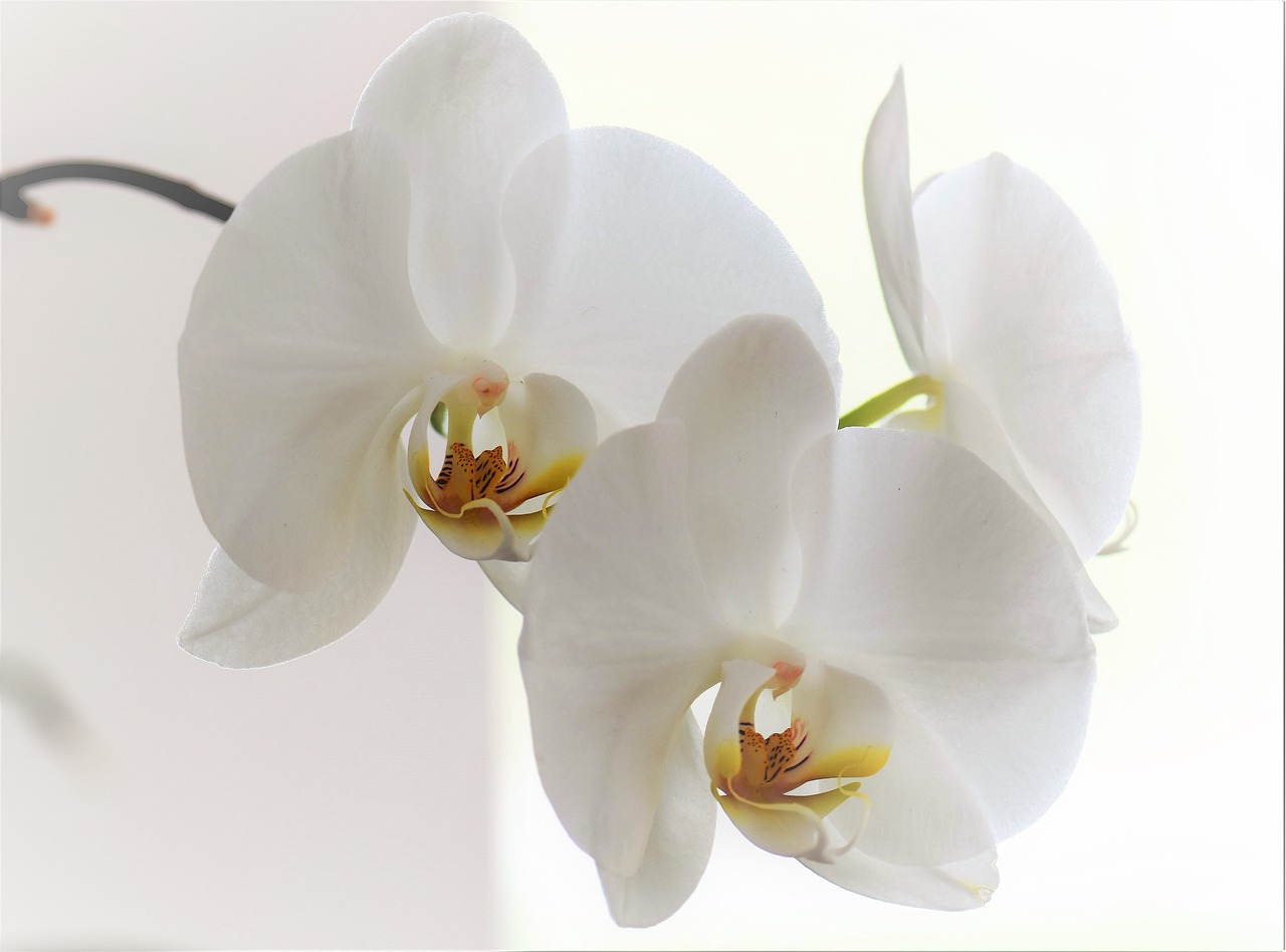 Image - orchid flower blossom bloom plant