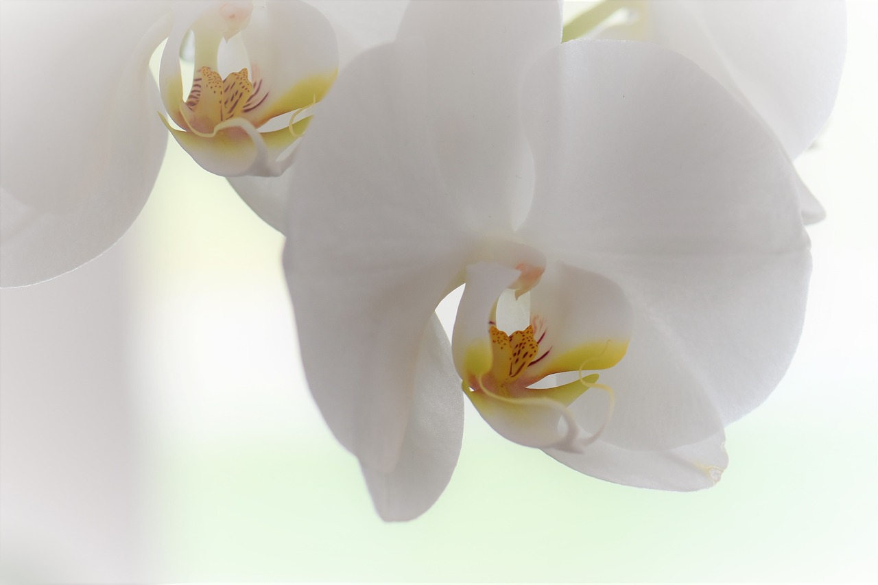 Image - orchid flower blossom bloom plant