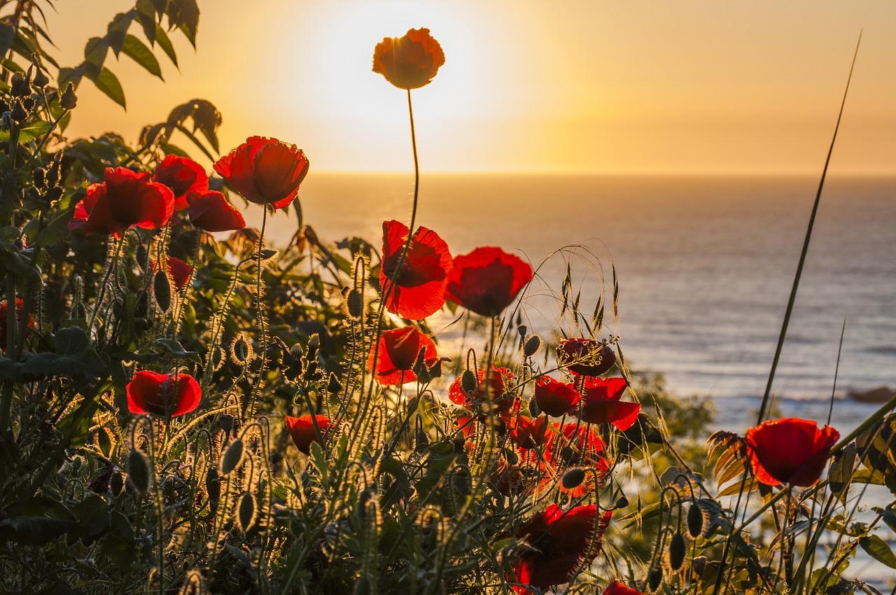 Image - flowers sun ocean