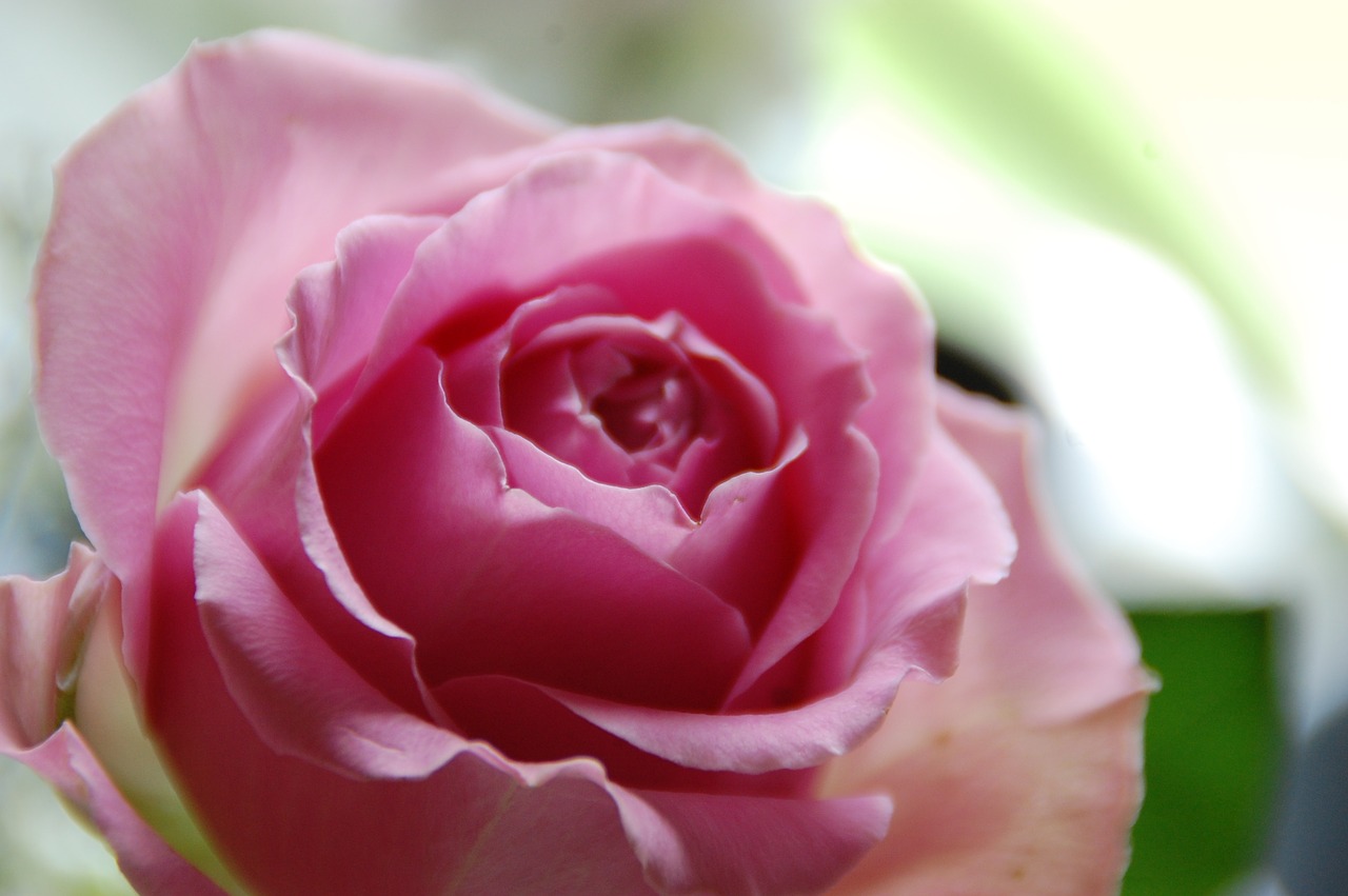 Image - pink rose ros romantically color