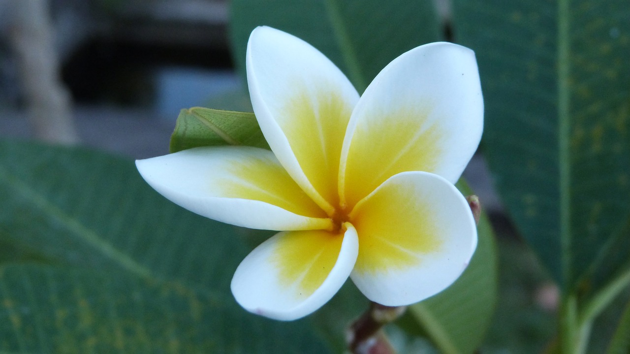 Image - bali flower frangipani white