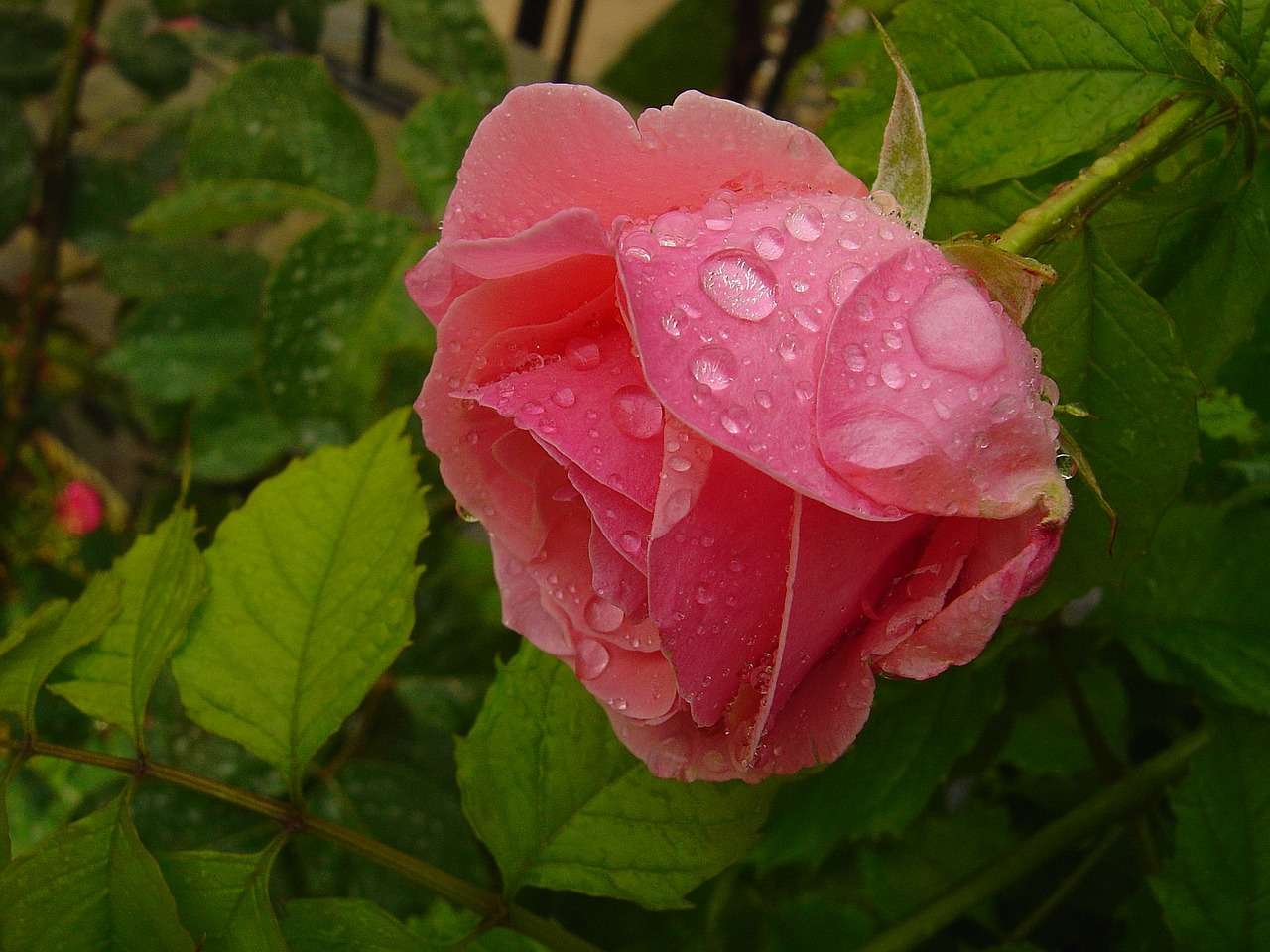 Image - flowers roses pink roses