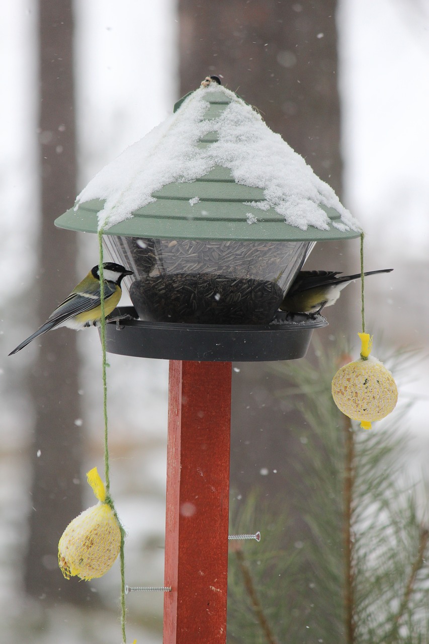 Image - feeding the birds great tit winter
