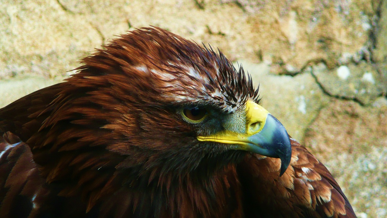 Image - eagle bird animal bird of prey