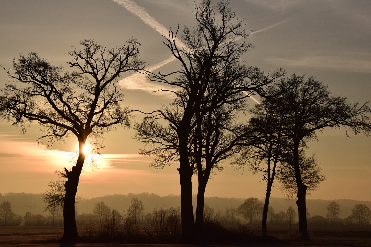 Image - trees kahl bald trees sunrise