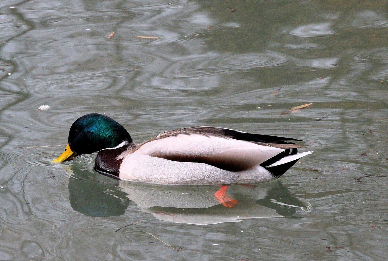 Image - duck pond colorful water bird