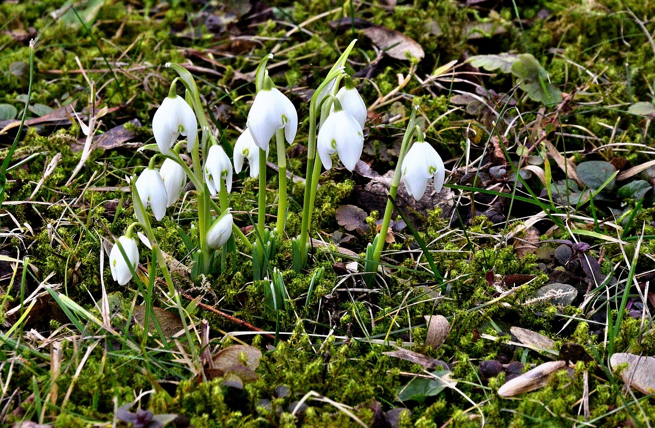 Image - first early blooming flowers february