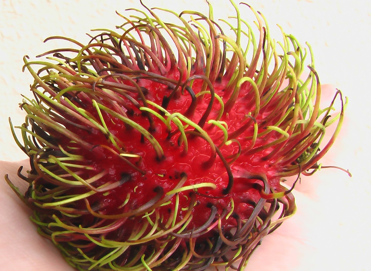 Image - rambutan ngo fruit red asia