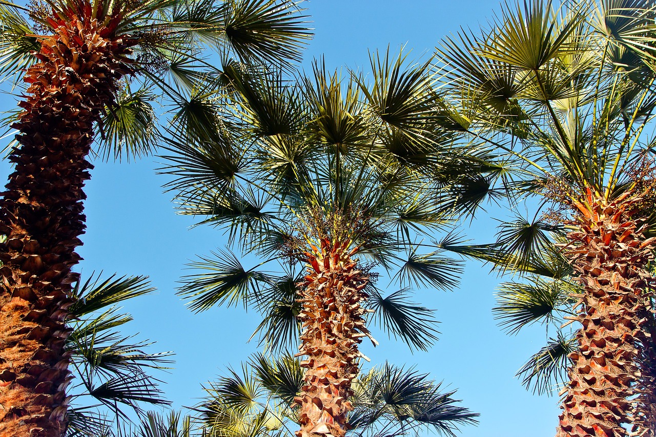 Image - sky palma vacation blue sky