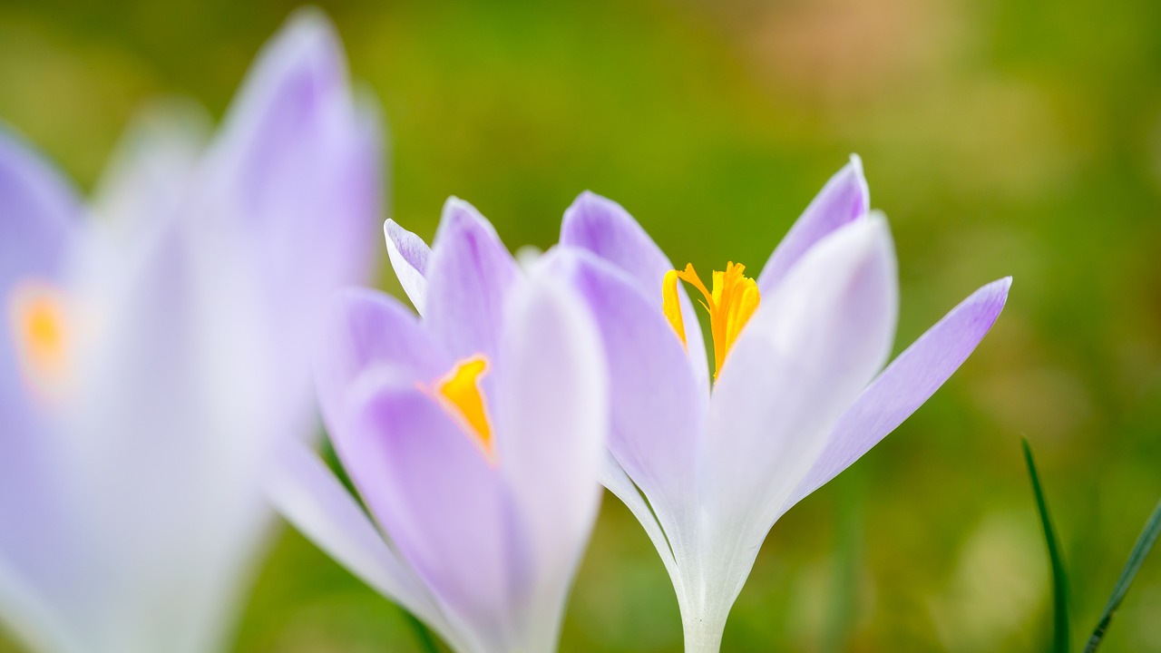 Image - crocus spring flowers purple