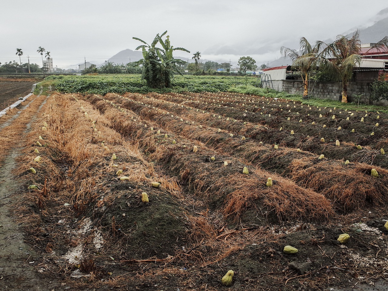Image - chayote field western melon soil