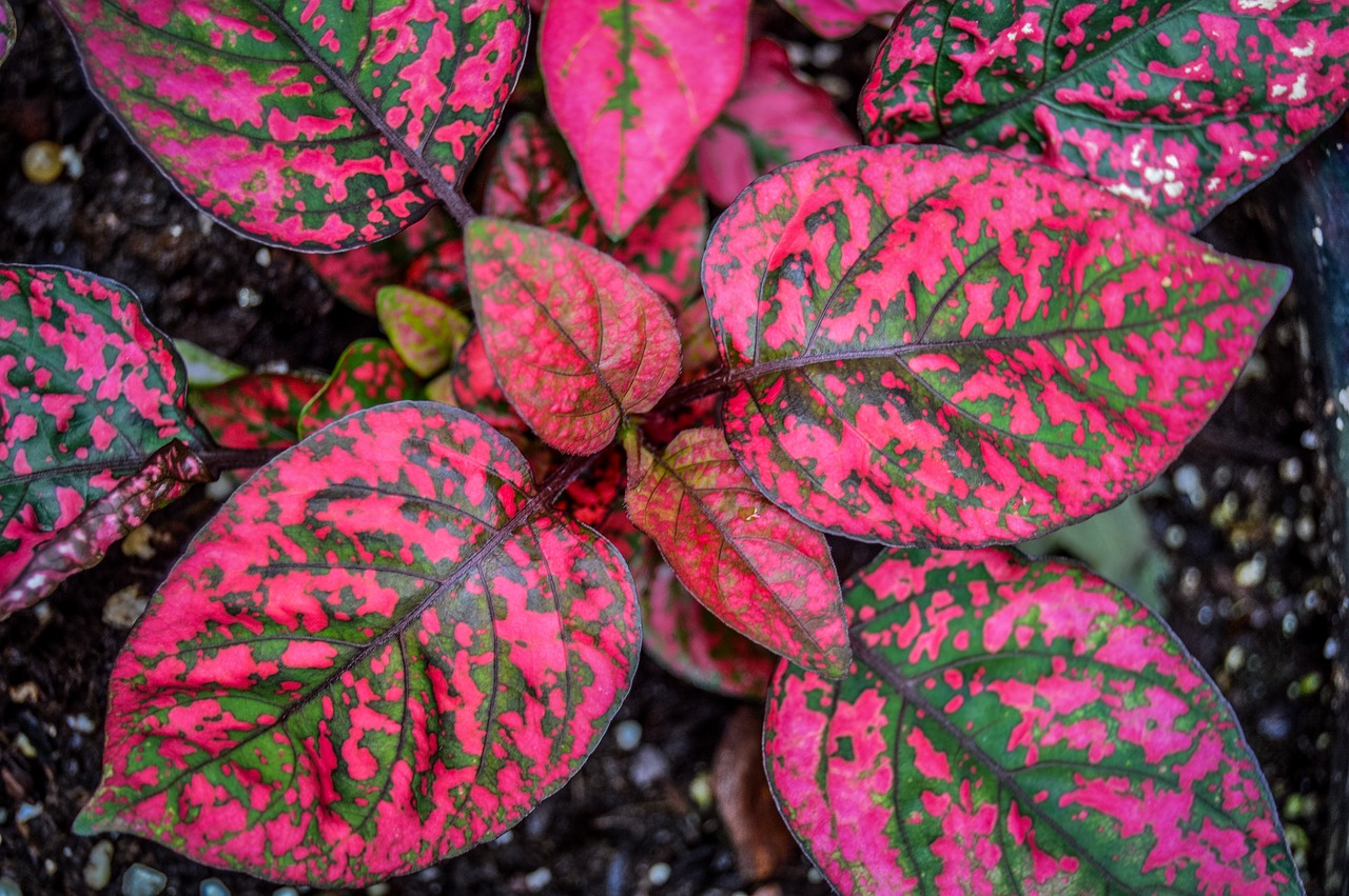 Image - flower bright pink dirt botanical