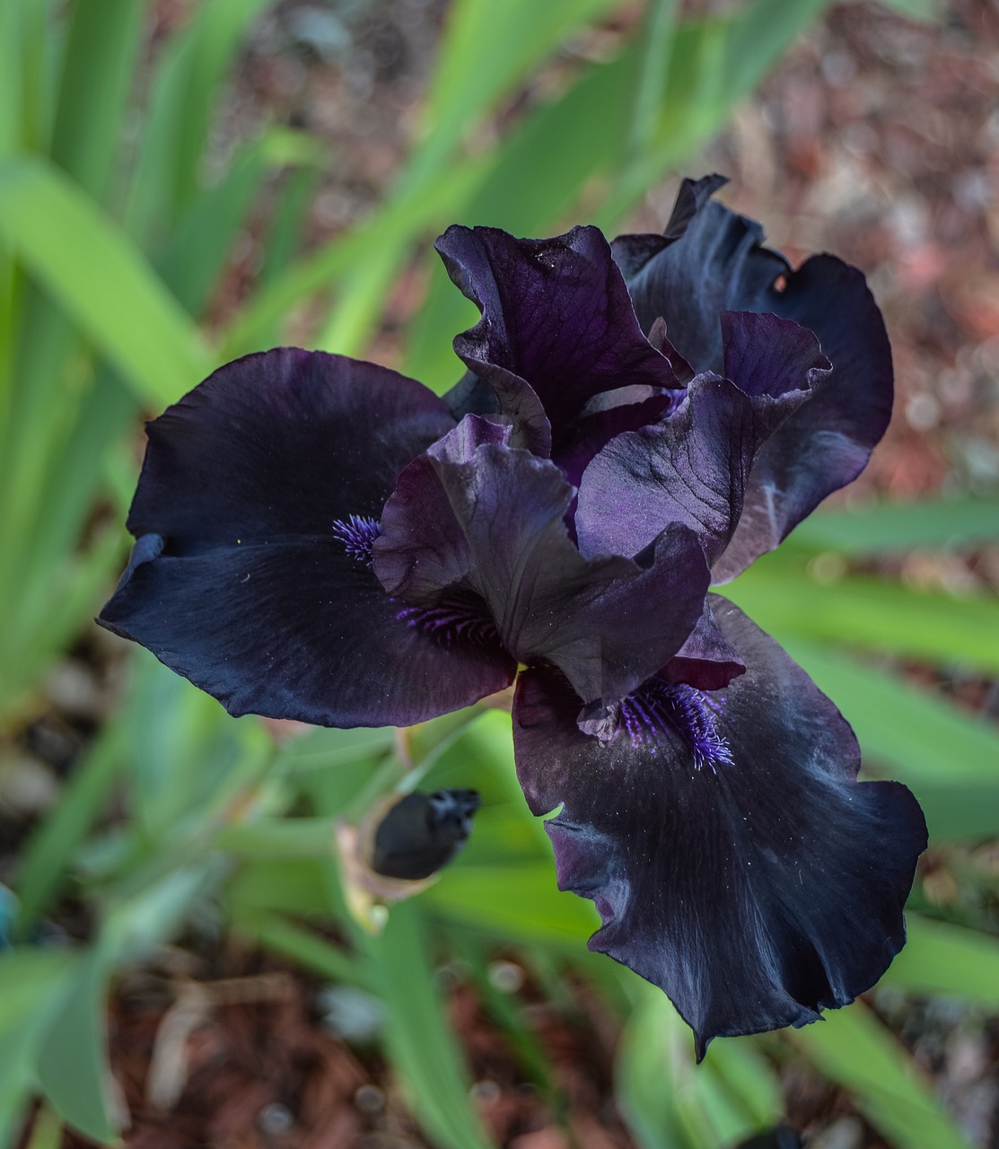 Image - black purple iris spring flower