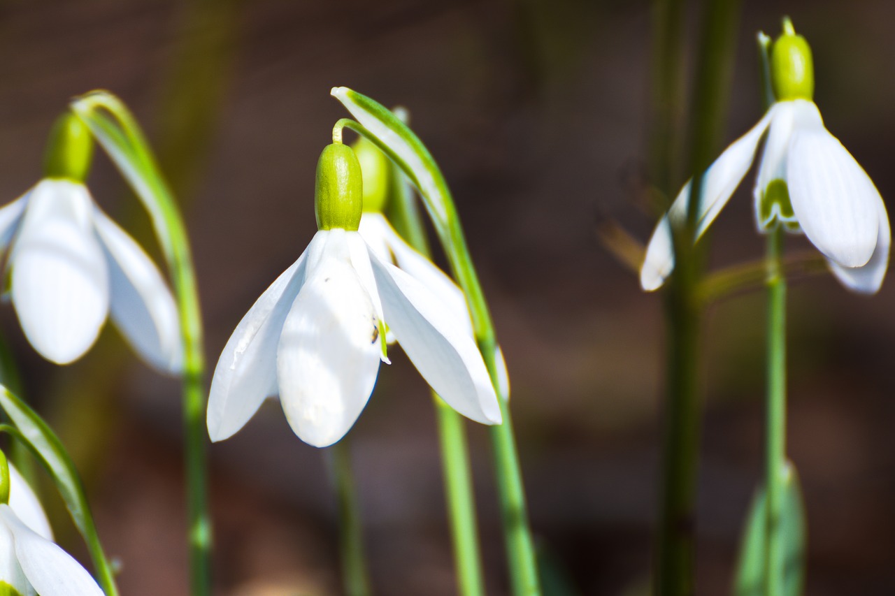 Image - snowdrop winter nature white