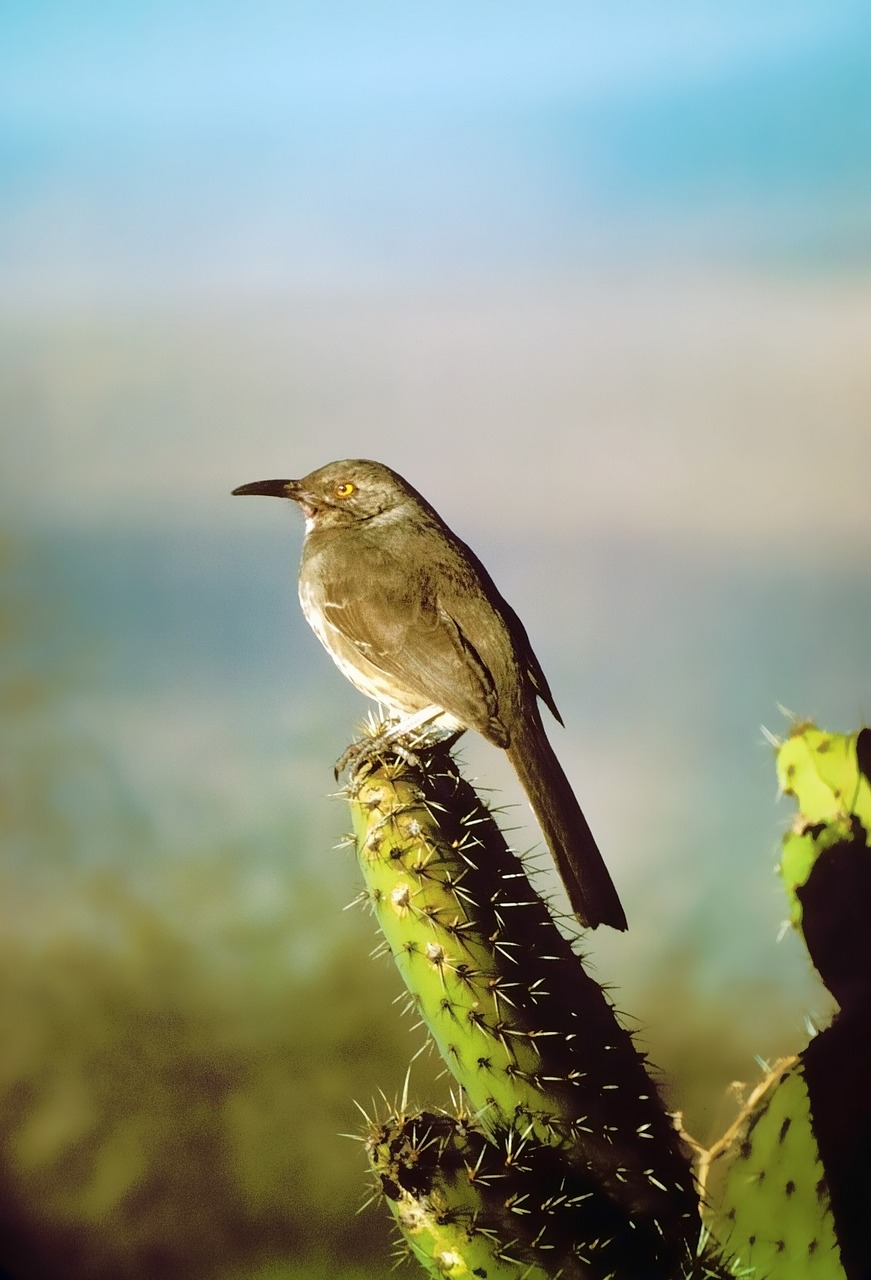 Image - curve billed thrasher bird perched