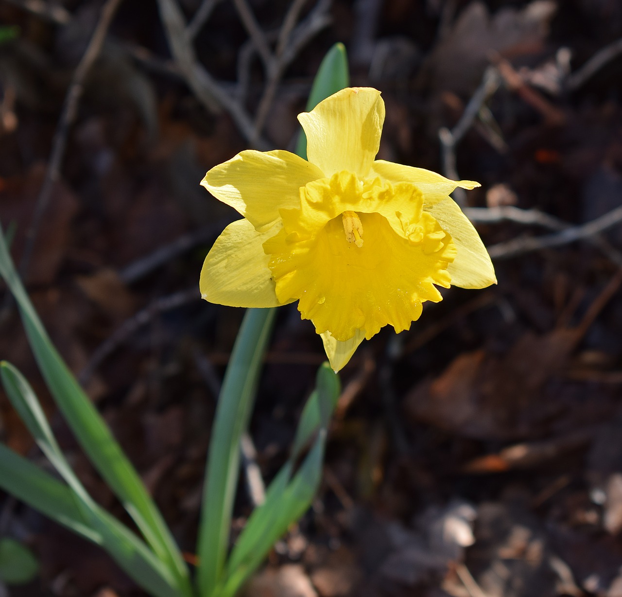 Image - daffodil flower blossom bloom bulb