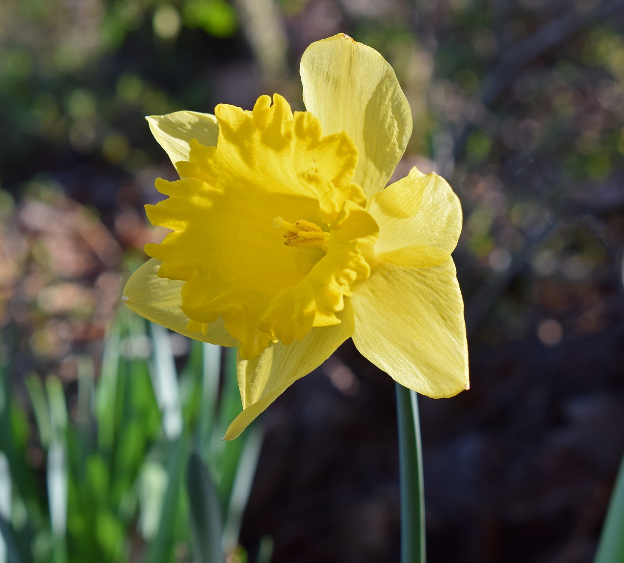 Image - daffodil flower blossom bloom bulb