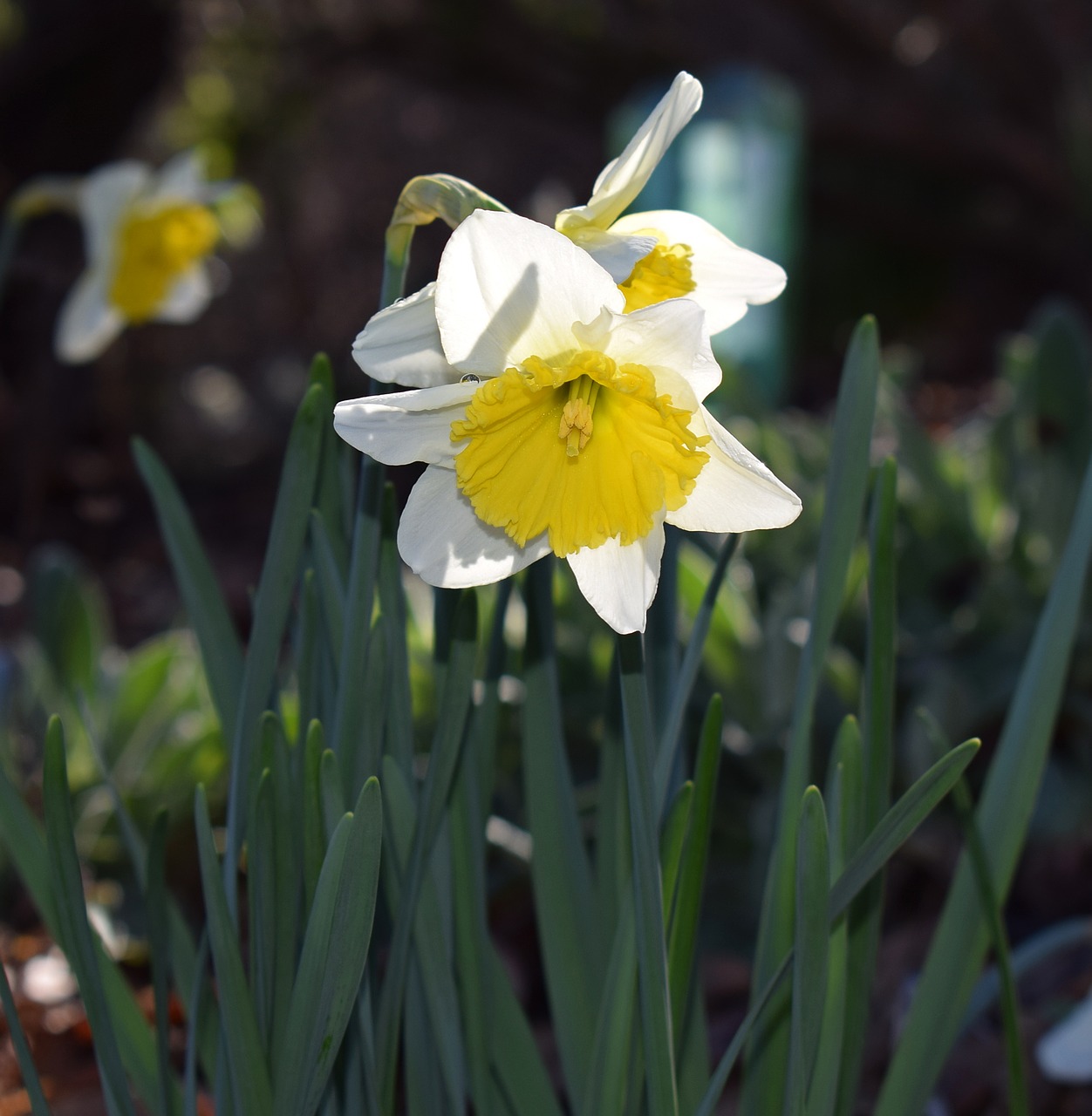 Image - daffodil flower blossom bloom bulb