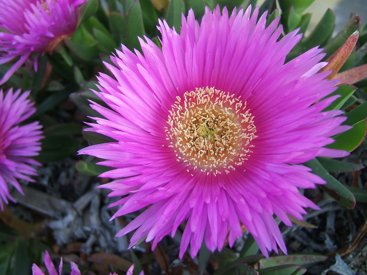 Image - flower leaves sea spring succulent