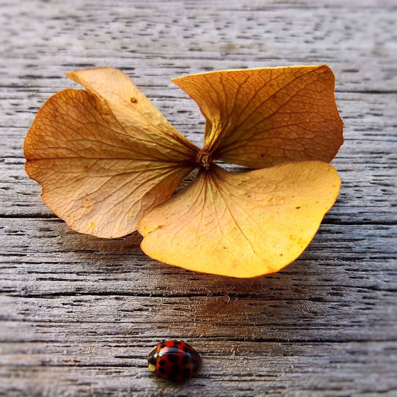 Image - ladybug insect red with black points