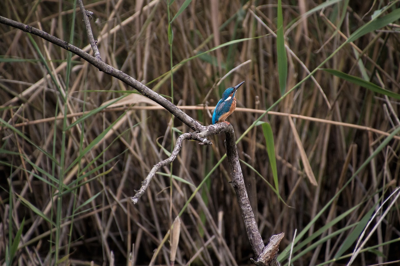 Image - kingfisher nature blue bird