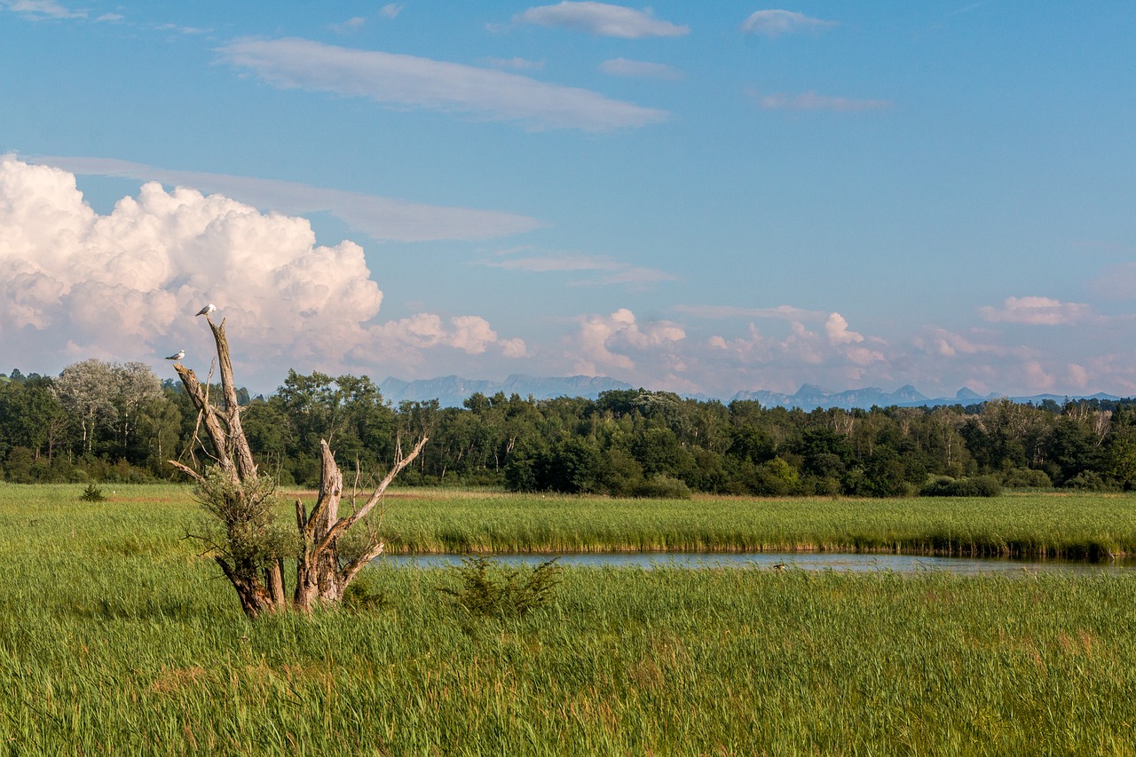 Image - trees birds pond fanel