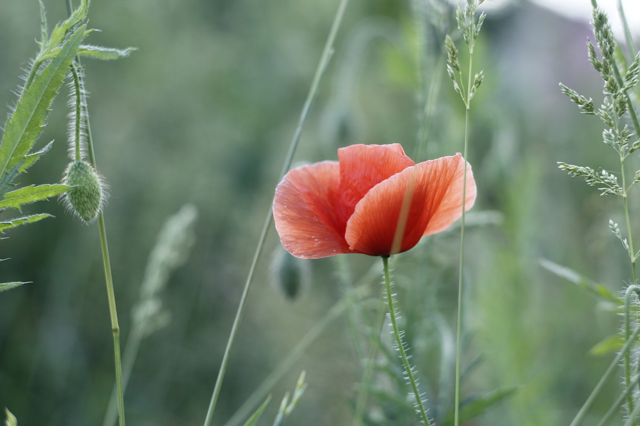 Image - mack flowers field nature summer