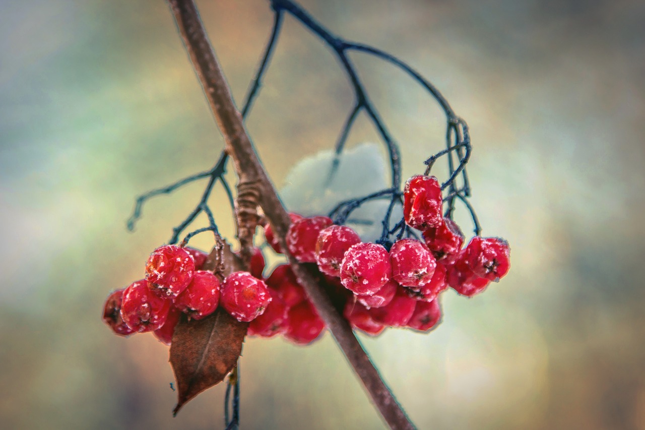 Image - rowan winter snow berry red