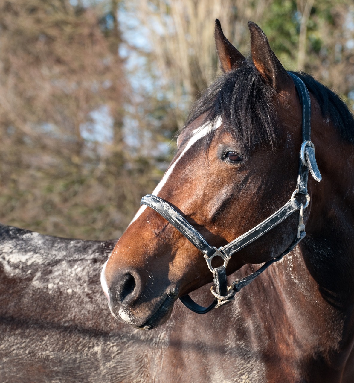 Image - horse head portrait sun