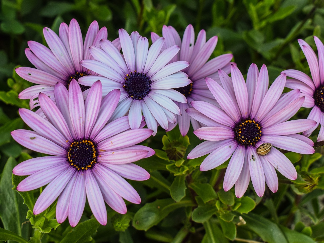 Image - african daisy osteospermum flower